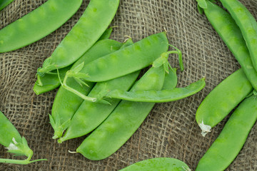 Fresh harvested Snow pea (Pisum sativum var. saccharatum) also known as mangetout organical grown in my garden isolated on jute background 