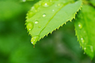 Beautiful nature background with morning fresh drops of transparent rain water on a green leaf. Drops of dew in the green leaves. Droplets outdoors in summer in spring close-up macro. 