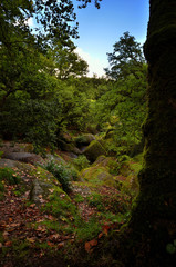 Huelgoat forest in Brittany, France