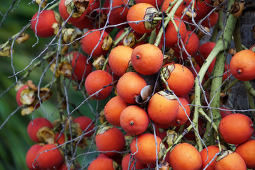 palm tree red orange seed berries