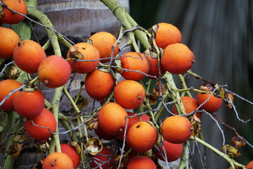 palm tree red orange seed berries