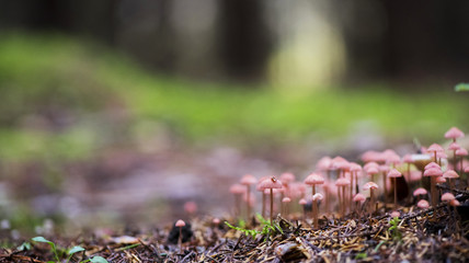 Pink inedible mushrooms