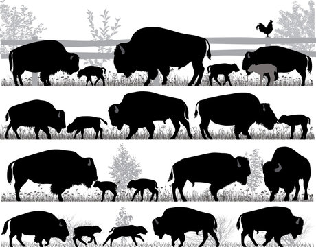 Silhouettes of american bison, or buffalo, outdoors