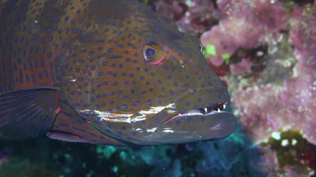 Cleaner wrasse fish cleaning the Red sea coral grouper at cleaning station