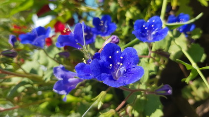 Blaue Blüten