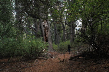 arboles