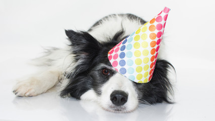 CUTE BORDER COLLIE LYING DOWN WEARING A POLKA DOT HAT PARTY ISOLATED ON WHITE BACKGROUND