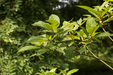 Kratom leaves on tree with blurred background