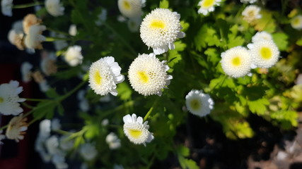 Wei&szlig;e Bl&uuml;ten