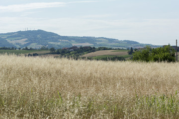 Fototapeta na wymiar Campo di grano
