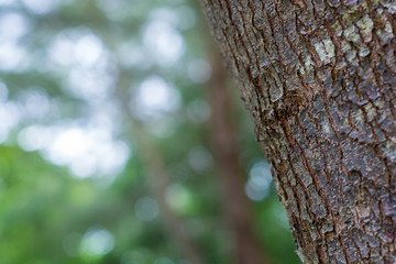 Obraz premium Tree textures close-up with bokeh of leaves