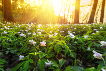 Sunset landscape in spring forest full of snowdrop flowers.