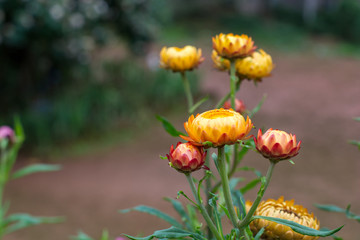 Straw flowers or everlasting flowers with blurred background in garden
