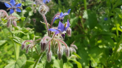 Borretsch Bl&uuml;te