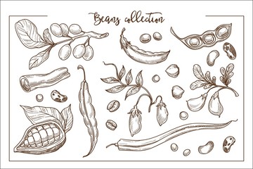 Natural fresh beans full of organic proteins monochrome collection