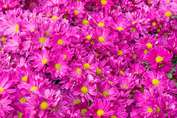 Fototapeta na wymiar Magenta flowers pattern background