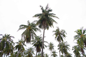 Fototapeta na wymiar Coconut palm tree in beach summer 