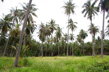 Coconut palm tree