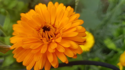 Orange Blüte