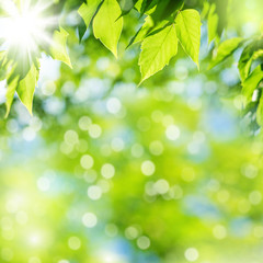 Bright summer natural background with fresh green leaves