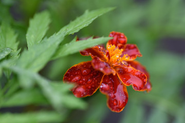 Flower  marigold garden drop rain