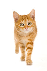 Obraz premium Rot getigertes Kätzchen läuft auf die Kamera zu - isoliert auf weißem Hintergrund