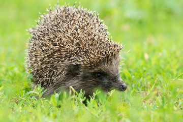 hedgehog on the grass