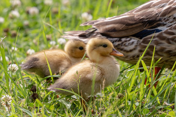The baby birds of Grey duck in the Toneri park in Tokyo, Japan / Toneri park is a public park in Tokyo