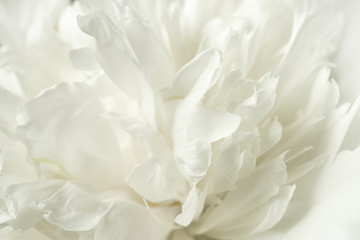 Blurred delicate rose petals and peonies, floral white background