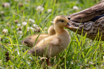 The baby birds of Grey duck in the Toneri park in Tokyo, Japan / Toneri park is a public park in Tokyo
