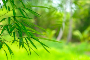 bamboo leaves with a green nature backgrounds