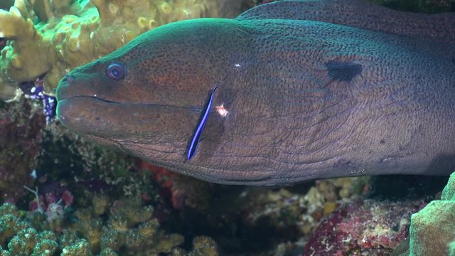 Cleaner wrasse fish cleaning moray eel at cleaning station - Red sea