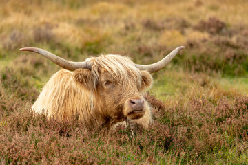Highland Cow (bos taurus) resting on heather, Exmoor