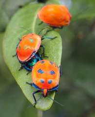 Hibiscus Harlequin Bug, Tectocoris diophthalmus