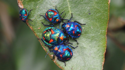 Shimmering blue Hibiscus Harlequin Bug, Tectocoris diophthalmus