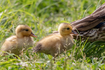 The baby birds of Grey duck in the Toneri park in Tokyo, Japan / Toneri park is a public park in Tokyo