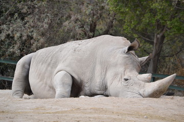 Rhino on the ground