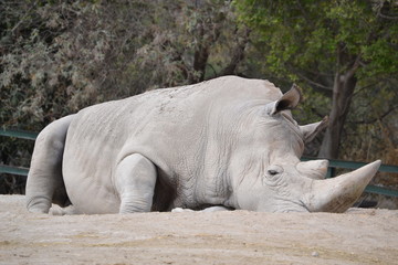 Fototapeta premium Rhino on the ground