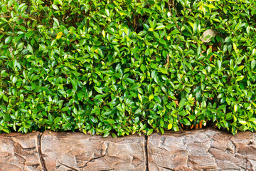 Bush and stone Wall