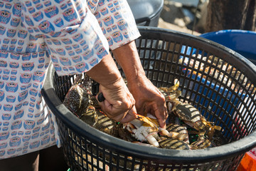 Woman prepare a BLUE SWIMMING CRAB in the basket for sale