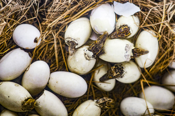 The crocodile's eggs are hatched into small crocodiles.