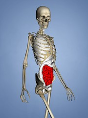 Small Intestine, Female Skeleton, 3D Human Model