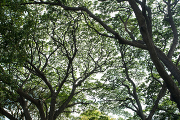 Under big green tree  with branch magnify