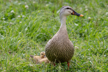 The baby birds of Grey duck in the Toneri park in Tokyo, Japan / Toneri park is a public park in Tokyo