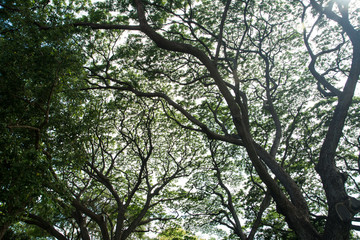 Under big green tree  with branch magnify