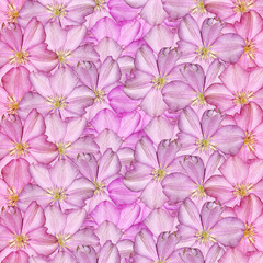 Beautiful floral background of Lilac Clematis