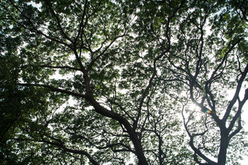 Under big green tree  with branch magnify