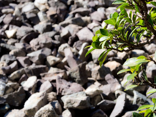 Small bush of banyan tree and the stone background