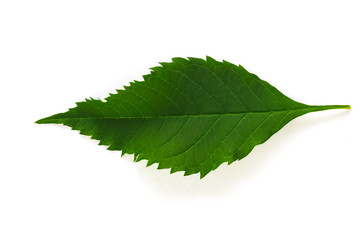 Green leaves on a white background