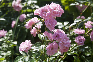 nature in summer in the village